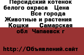 Персидский котенок белого окраса › Цена ­ 35 000 - Все города Животные и растения » Кошки   . Самарская обл.,Чапаевск г.